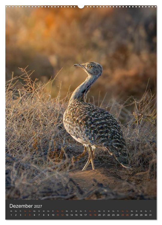 Produktbild: Die sch&ouml;nsten Brutv&ouml;gel Lanzarotes (Wandkalender 2027 DIN A2 hoch), CALVENDO Monatskalender