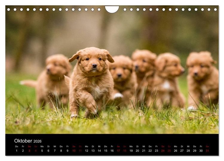 Produktbild: Toller - Nova Scotia Duck Tolling Retriever (Wandkalender 2026 DIN A4 quer), CALVENDO Monatskalender