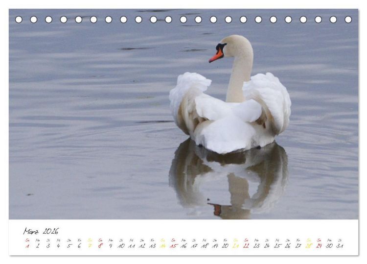 Produktbild: Schw&auml;ne, Liebe f&uuml;r die Ewigkeit (Tischkalender 2026 DIN A5 quer), CALVENDO Monatskalender