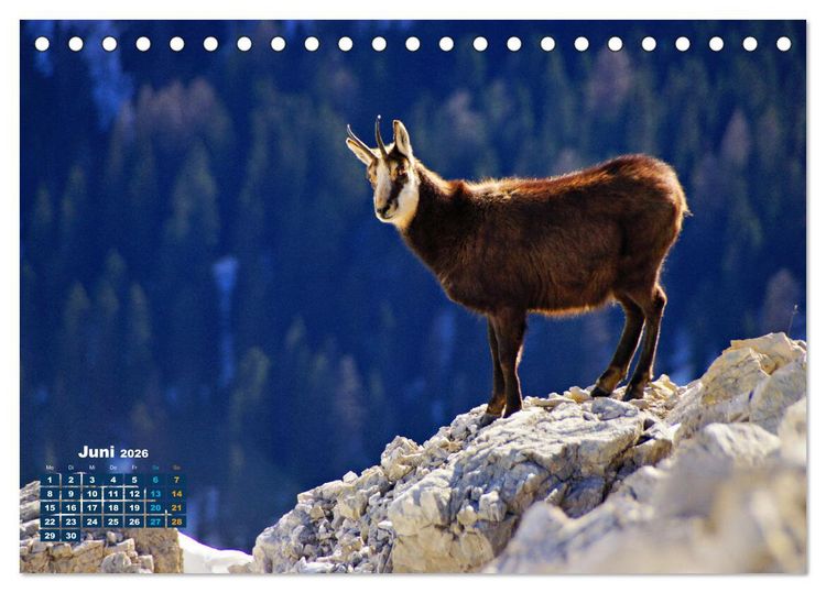 Produktbild: Big Five der Alpen G&auml;mse, Steinbock, Murmeltier, Steinadler, Bartgeier (Tischkalender 2026 DIN A5 quer), CALVENDO Monatskalender