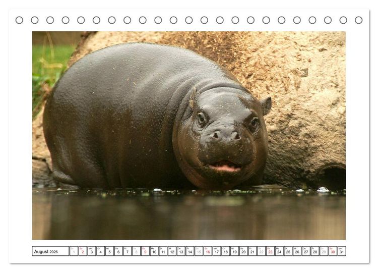 Produktbild: Kleine Schelme - Tierbabys (Tischkalender 2026 DIN A5 quer), CALVENDO Monatskalender