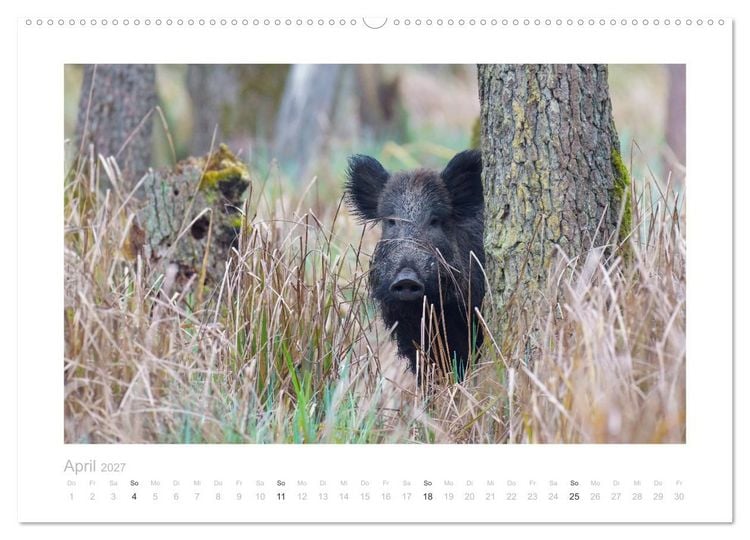 Produktbild: Wildschweine &ndash; Wildlife Fotografien (Wandkalender 2027 DIN A2 quer), CALVENDO Monatskalender