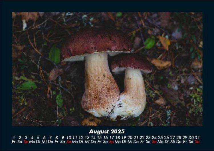 Produktbild: Pilzkalender 2025 Fotokalender DIN A5