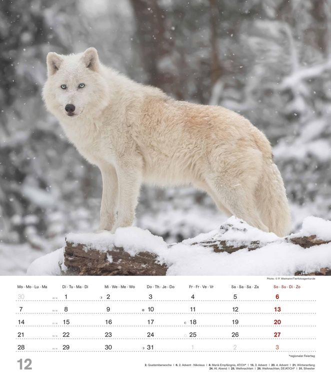 Produktbild: Mythos Wolf 2026 - Foto-Kalender - Wand-Kalender - 30x34