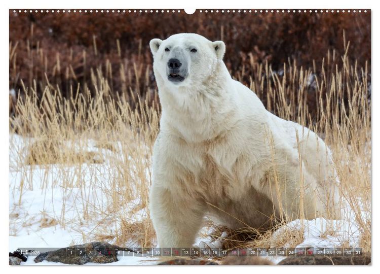 Produktbild: AN DER HUDSON BAY (hochwertiger Premium Wandkalender 2026 DIN A2 quer), Kunstdruck in Hochglanz