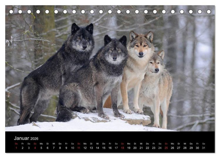 Produktbild: Kanadische W&ouml;lfe im Winter (Tischkalender 2026 DIN A5 quer), CALVENDO Monatskalender