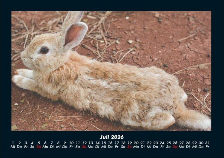 Produktbild: Haustierkalender 2026 Fotokalender DIN A4