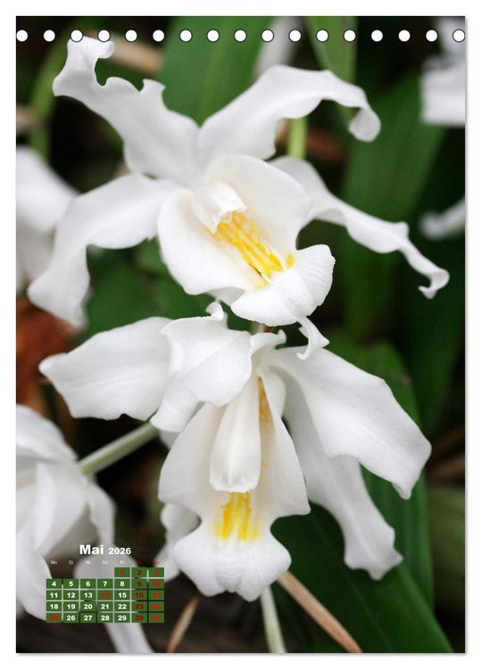 Produktbild: Orchideensch&auml;tze (Tischkalender 2026 DIN A5 hoch), CALVENDO Monatskalender
