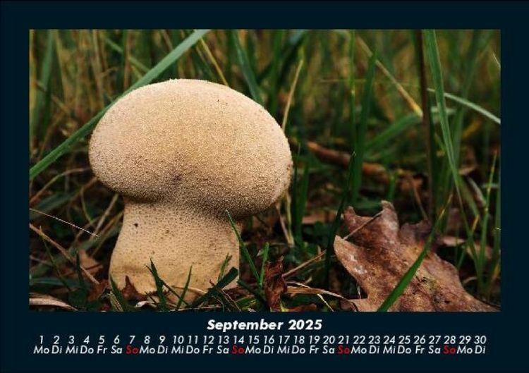 Produktbild: Pilzkalender 2025 Fotokalender DIN A5