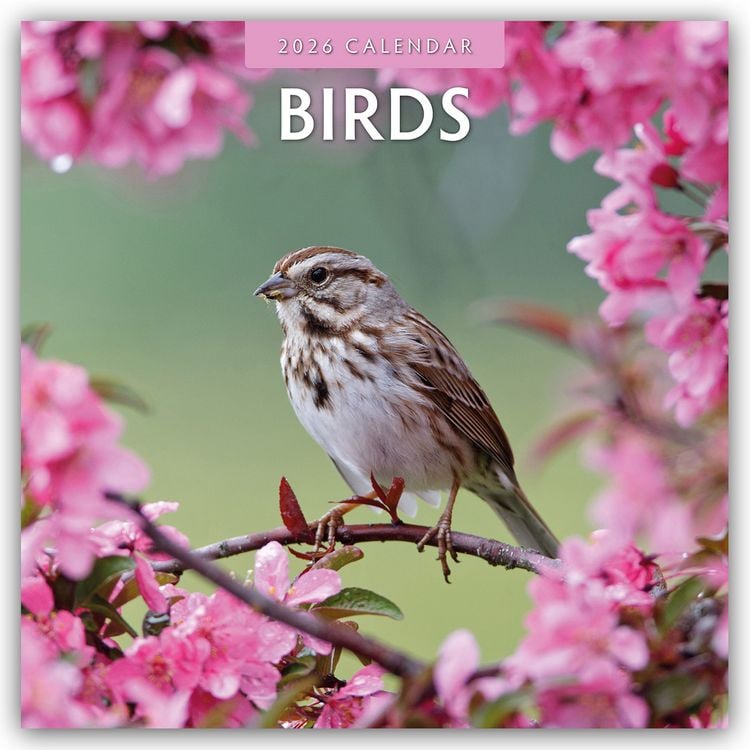 Produktbild: Birds – Vögel 2025 – 16-Monatskalender