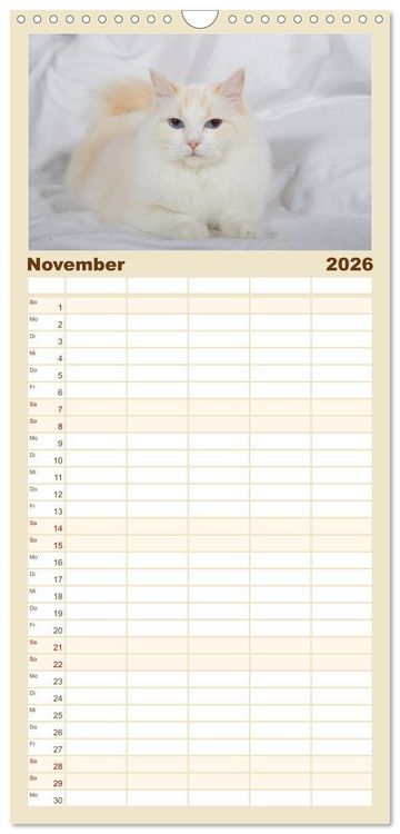 Produktbild: Familienplaner 2026 - Ragdolls mit 5 Spalten (Wandkalender, 21 x 45 cm) CALVENDO