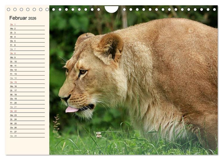 Produktbild: L&ouml;wen (Wandkalender 2026 DIN A4 quer), CALVENDO Monatskalender