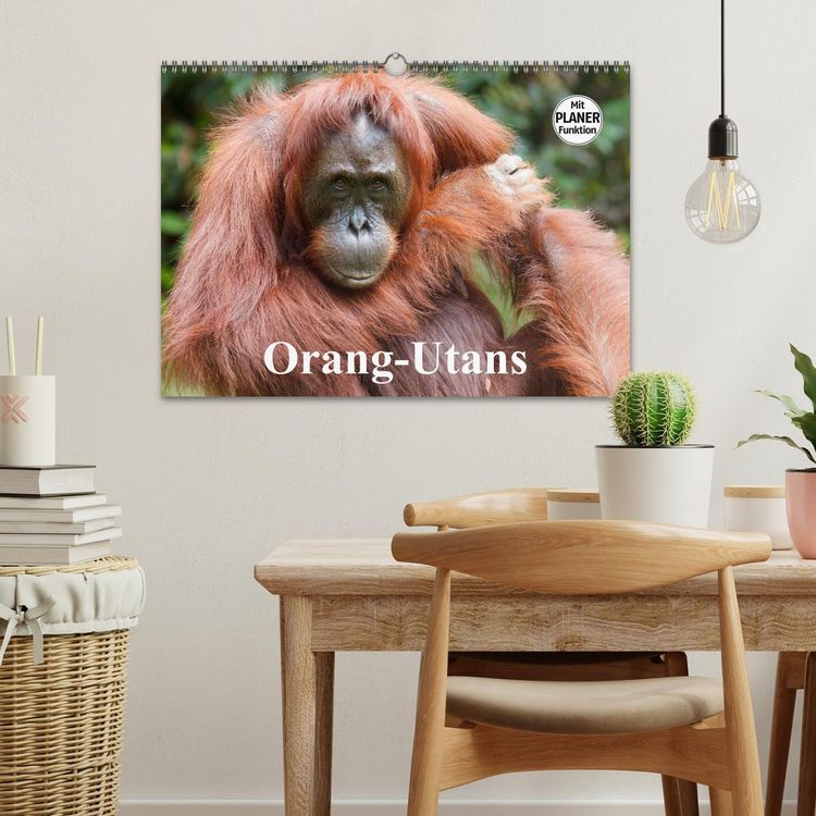 Produktbild: Orang-Utans (Wandkalender 2026 DIN A3 quer), CALVENDO Monatskalender