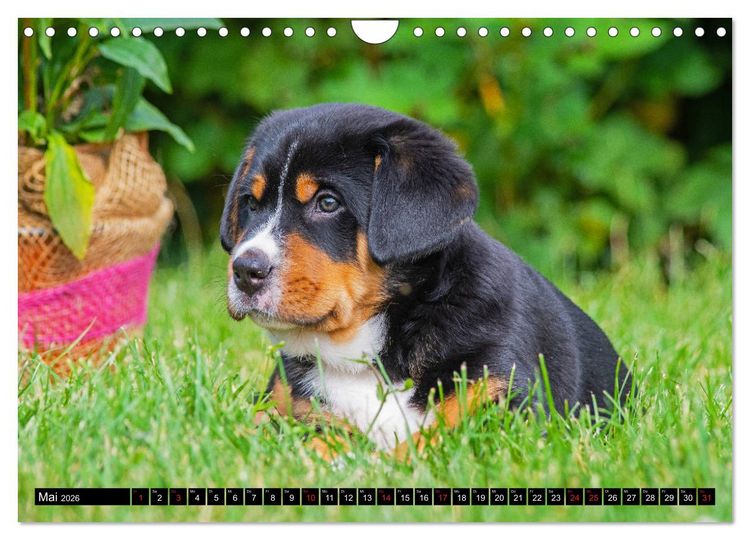 Produktbild: Ein Hund zum Verlieben - Gro&szlig;er Schweizer Sennenhund (Wandkalender 2026 DIN A4 quer), CALVENDO Monatskalender