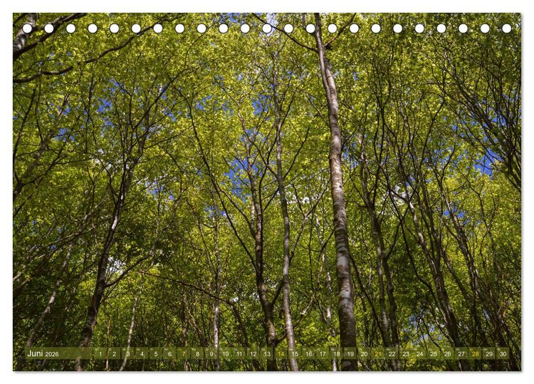 Produktbild: Spaziergang im Wald (Tischkalender 2026 DIN A5 quer), CALVENDO Monatskalender