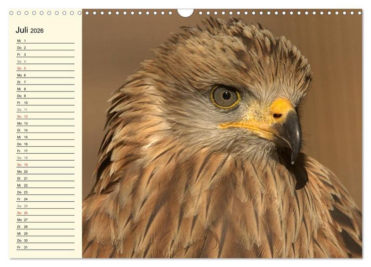 Produktbild: Greifv&ouml;gel (Wandkalender 2026 DIN A3 quer), CALVENDO Monatskalender