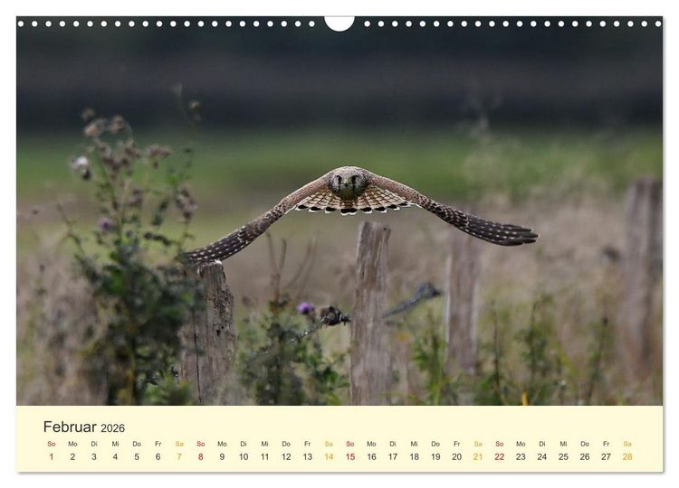 Produktbild: Im Revier der Falken (Wandkalender 2026 DIN A3 quer), CALVENDO Monatskalender