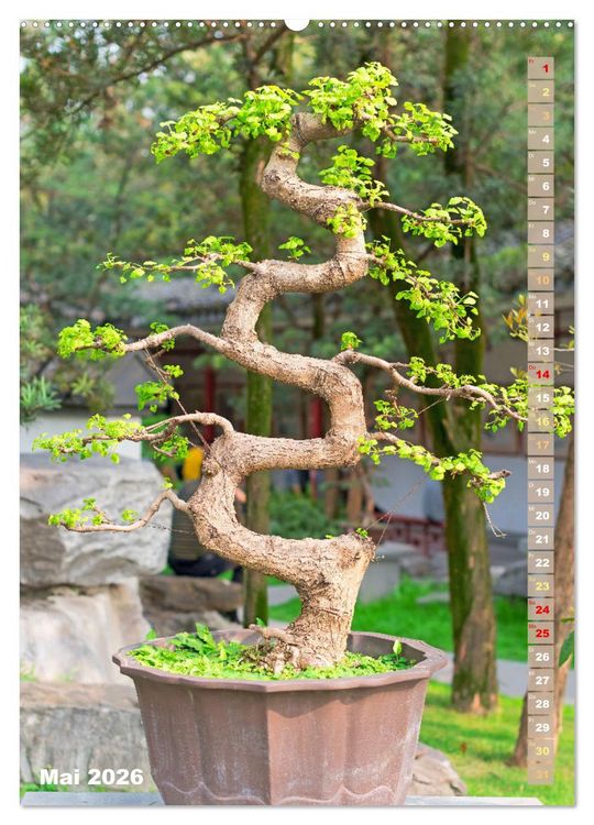 Produktbild: Bonsai: Gartenkunst im Kleinen (Wandkalender 2026 DIN A2 hoch), CALVENDO Monatskalender