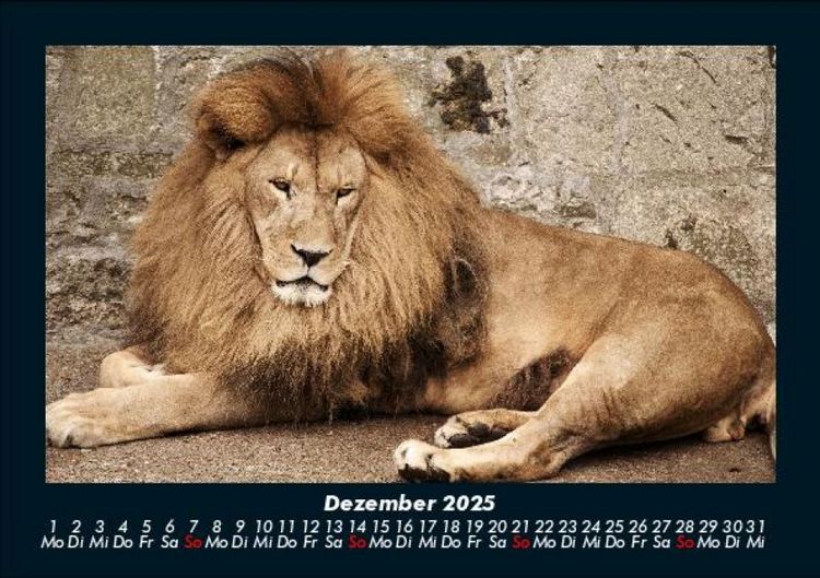 Produktbild: L&ouml;wen in der Wildnis 2025 Fotokalender DIN A5