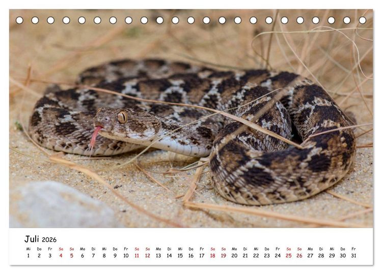 Produktbild: Mythos Schlangen (Tischkalender 2026 DIN A5 quer), CALVENDO Monatskalender