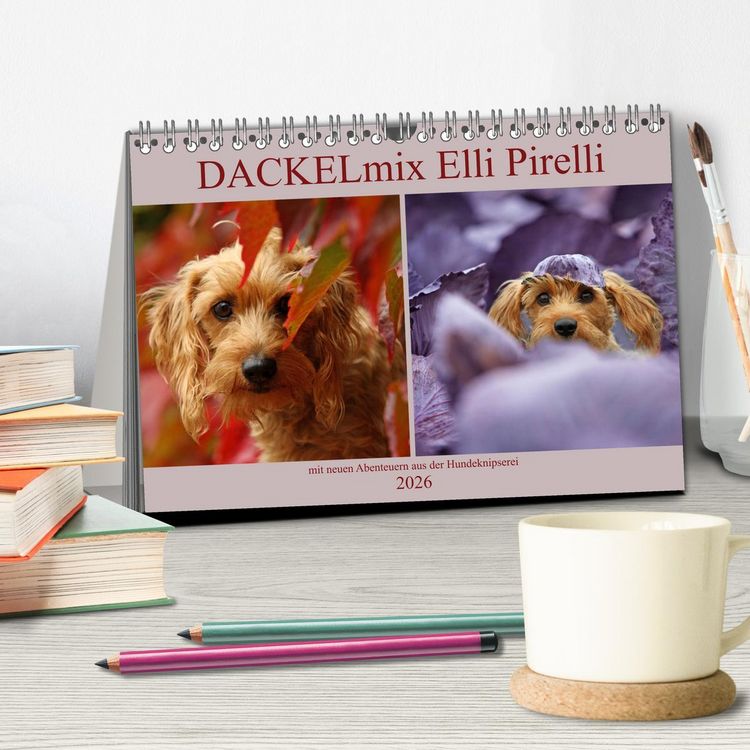 Produktbild: DACKELmix Elli Pirelli (Tischkalender 2026 DIN A5 quer), CALVENDO Monatskalender