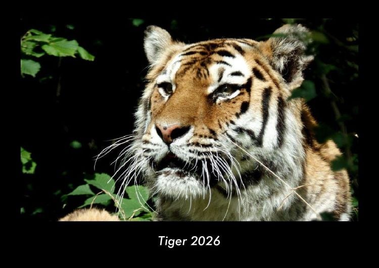 Produktbild: Tiger 2026 Fotokalender DIN A3