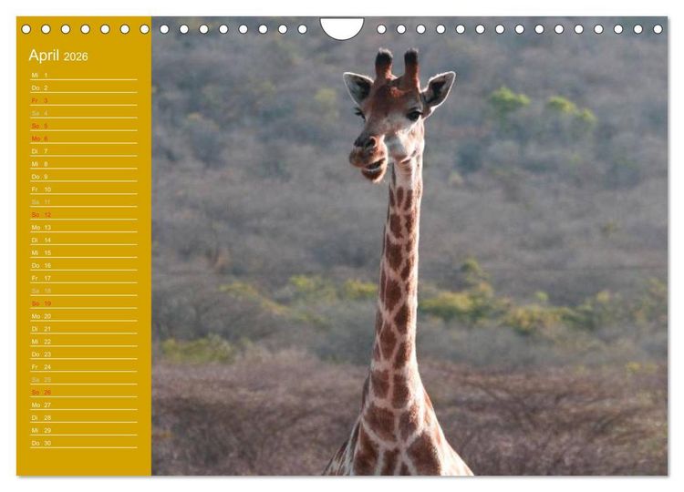 Produktbild: Giraffen / Geburtstagskalender (Wandkalender 2026 DIN A4 quer), CALVENDO Monatskalender