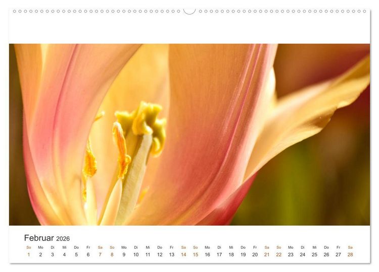 Produktbild: Zauberhafte Tulpen (Wandkalender 2026 DIN A2 quer), CALVENDO Monatskalender