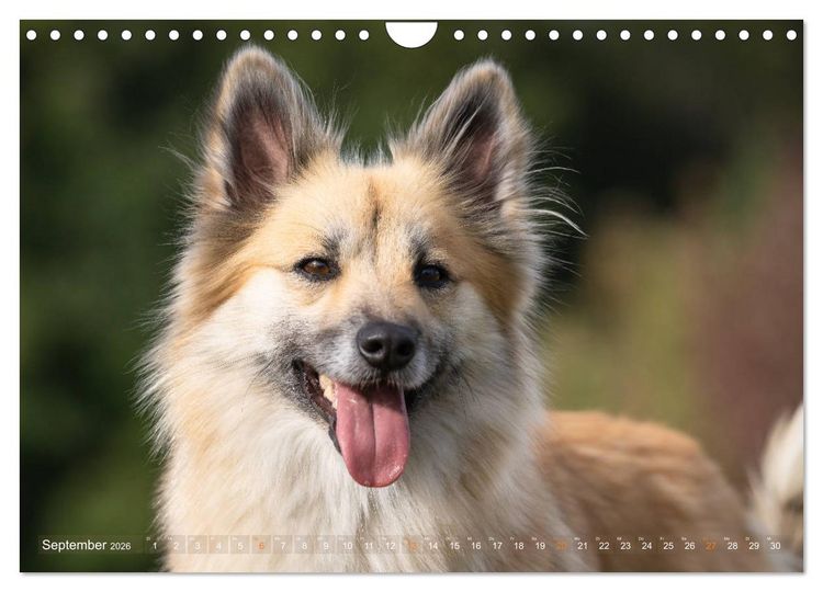 Produktbild: Islandhunde im Portrait (Wandkalender 2026 DIN A4 quer), CALVENDO Monatskalender
