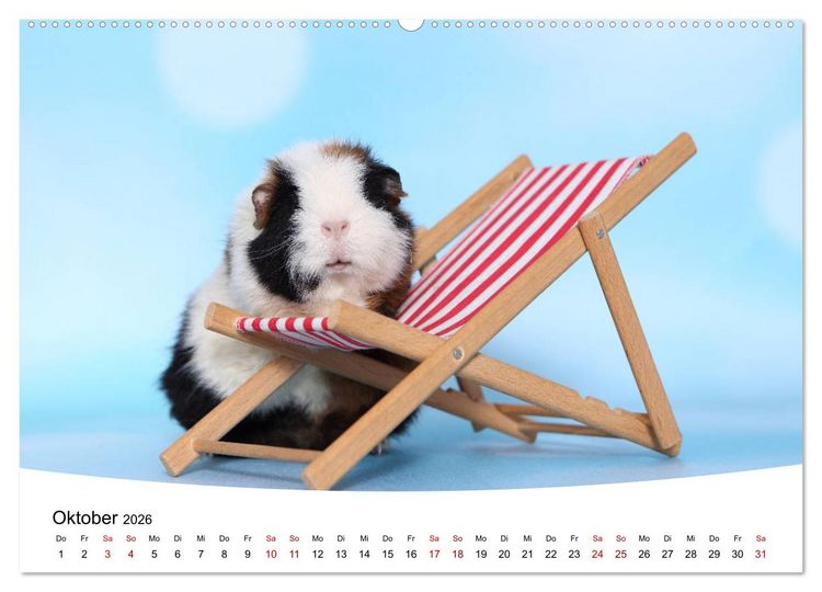 Produktbild: Niedliche Meerschweinchen (Wandkalender 2026 DIN A2 quer), CALVENDO Monatskalender