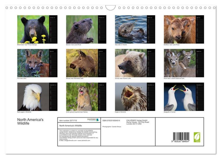 Produktbild: North America's Wildlife (Wall Calendar 2026 DIN A3 landscape), CALVENDO 12 Month Wall Calendar