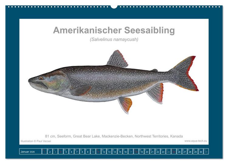 Produktbild: Fisch als Kunst 2026: Amerikanische Saiblinge (Wandkalender 2026 DIN A2 quer), CALVENDO Monatskalender