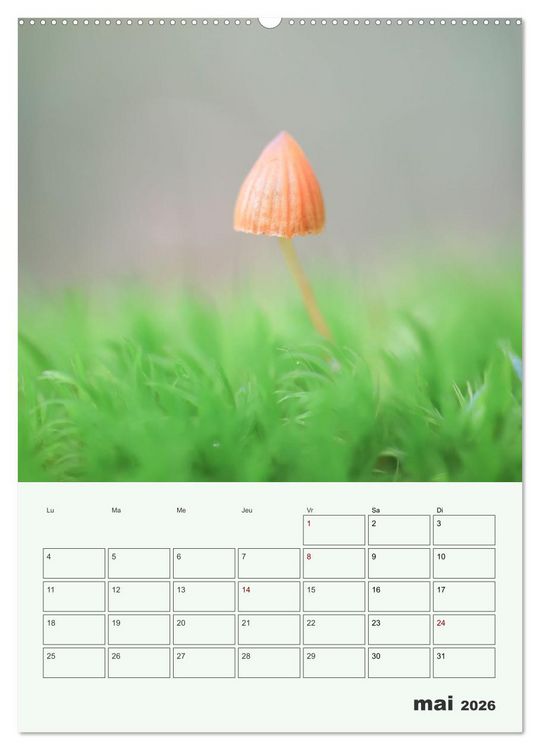 Produktbild: Champignons magiques - Beaut&eacute;s &eacute;ph&eacute;m&egrave;res (Calendrier mural 2026 DIN A2 horizontal) calendrier de bureau