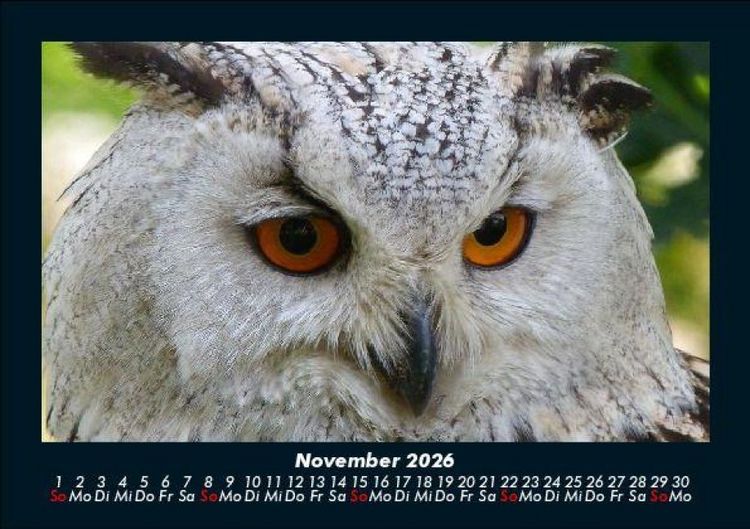 Produktbild: Vogelparadies 2026 Fotokalender DIN A5