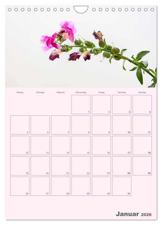 Produktbild: Blumenmetamorphosen (Wandkalender 2026 DIN A4 hoch), CALVENDO Monatskalender