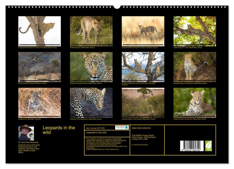 Produktbild: Leopards in the wild (High Quality Premium Wall Calendar 2026 DIN A2 landscape),CALVENDO 12 Month Wall Calendar