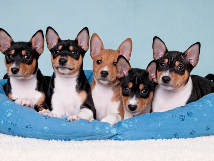 Produktbild: CALVENDO Puzzle Ein Motiv aus dem Kalender Bezaubernde Basenji-Welpen | 1000 Teile Lege-Gr&ouml;&szlig;e 64x48cm Foto-Puzzle f&uuml;r gl&uuml;ckliche Stunden