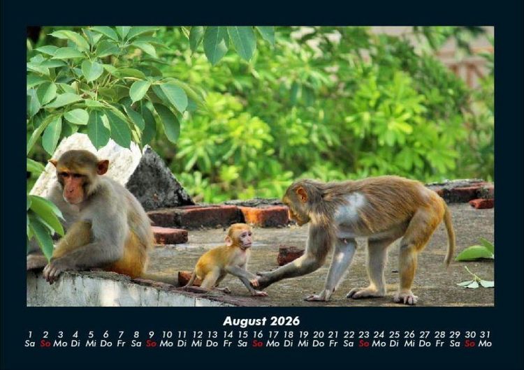 Produktbild: Affen 2026 Fotokalender DIN A4
