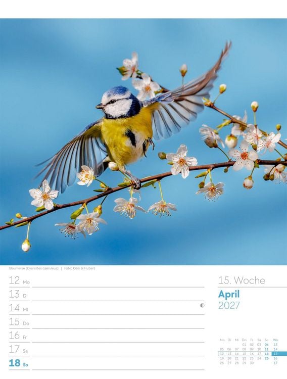 Produktbild: V&ouml;gel Wochenplaner Kalender 2027