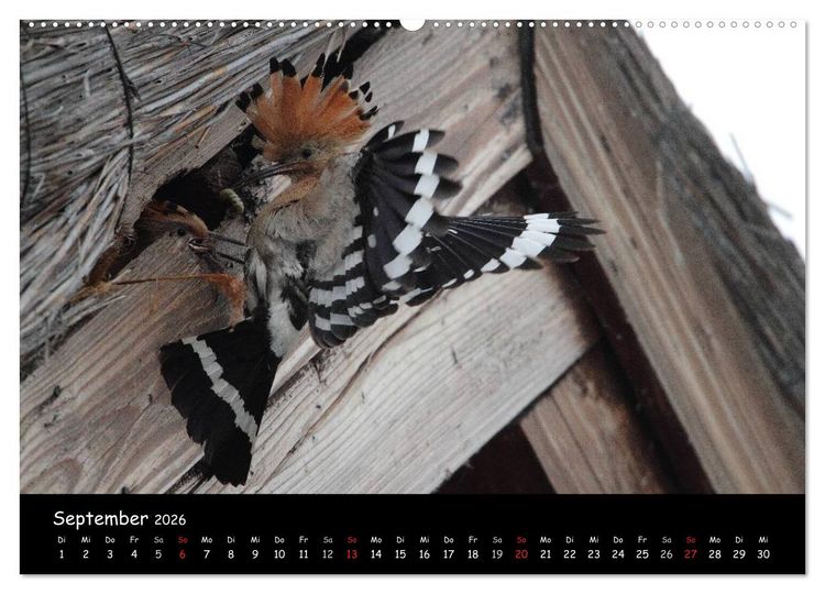 Produktbild: Naturjuwelen - Neusiedler See (hochwertiger Premium Wandkalender 2026 DIN A2 quer), Kunstdruck in Hochglanz