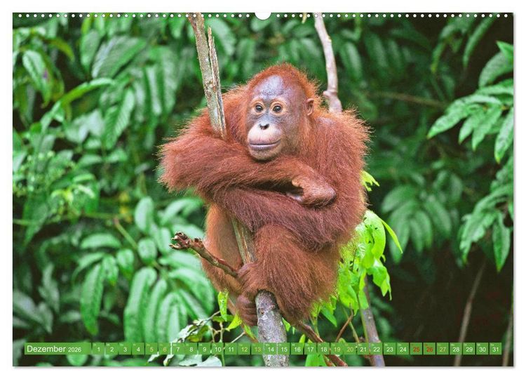Produktbild: Leben im Dschungel: Der Regenwald ist ein Paradies f&uuml;r Tiere (hochwertiger Premium Wandkalender 2026 DIN A2 quer), Kunstdruck in Hochglanz