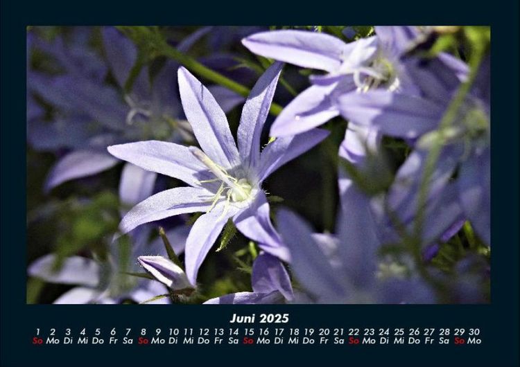 Produktbild: Blumenzauber 2025 Fotokalender DIN A4