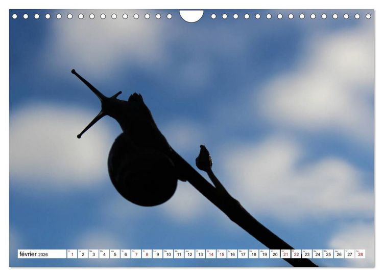Produktbild: Admirons les escargots (Calendrier mural 2026 DIN A4 vertical), CALVENDO calendrier mensuel