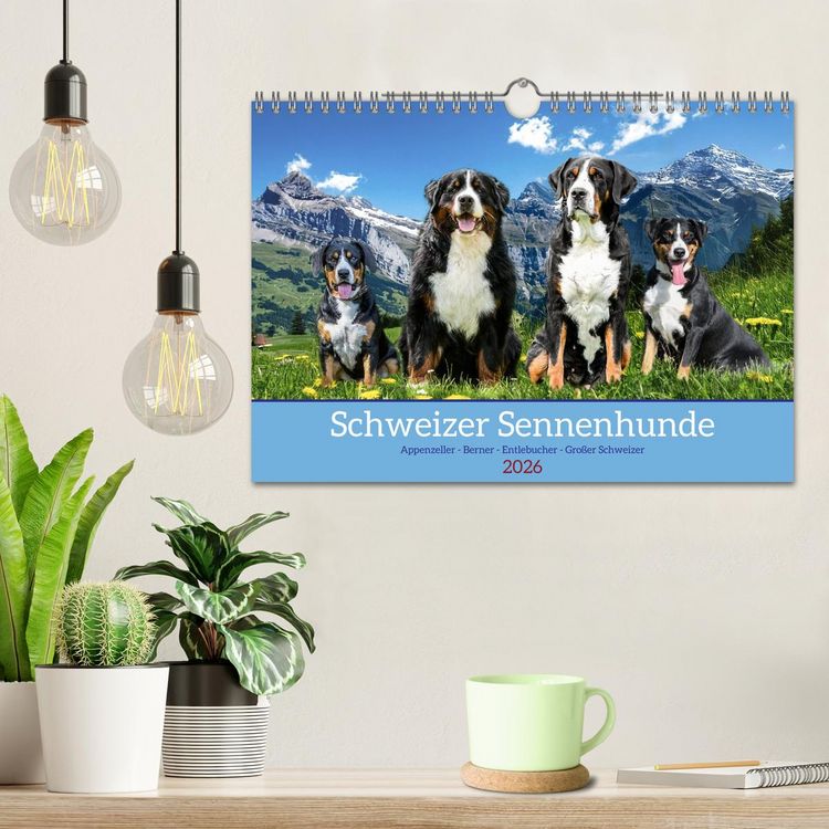 Produktbild: Schweizer Sennenhunde - Appenzeller - Berner - Entlebucher - Gro&szlig;e Schweizer (Wandkalender 2026 DIN A4 quer), CALVENDO Monatskalender