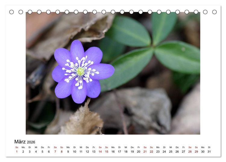Produktbild: Nymphenburger Park (Tischkalender 2026 DIN A5 quer), CALVENDO Monatskalender