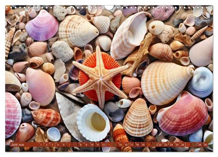 Produktbild: Faszination Muscheln (Wandkalender 2026 DIN A3 quer), CALVENDO Monatskalender