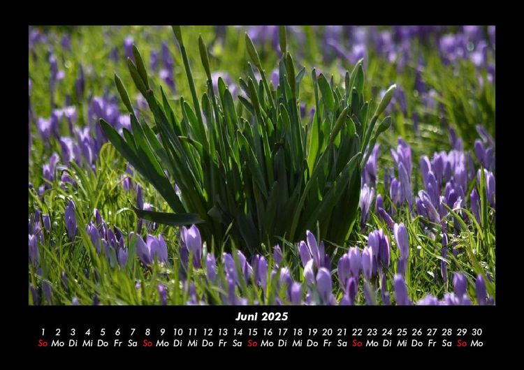 Produktbild: Blumenzauber 2025 Fotokalender DIN A3