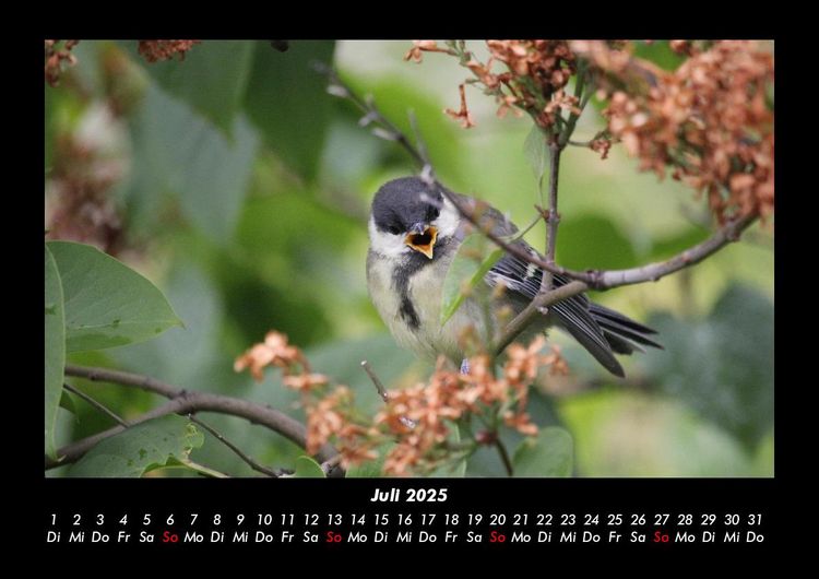 Produktbild: V&ouml;gel 2025 Fotokalender DIN A3
