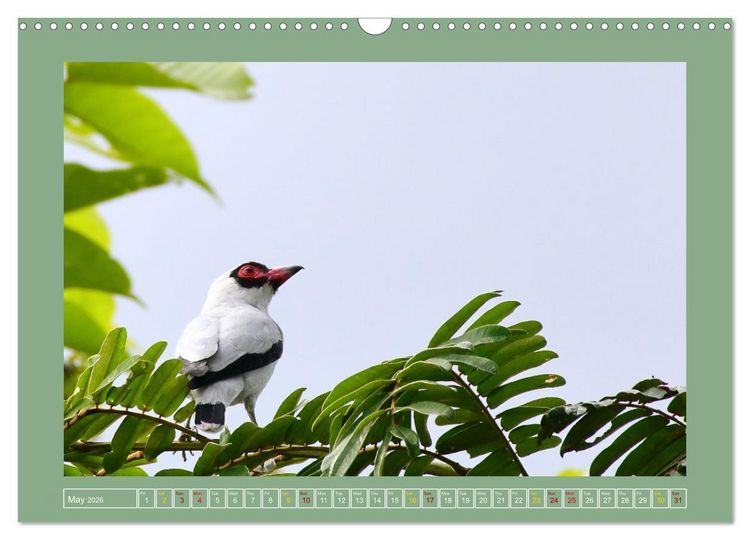 Produktbild: Some Costa Rican Birds (Wall Calendar 2026 DIN A3 landscape), CALVENDO 12 Month Wall Calendar