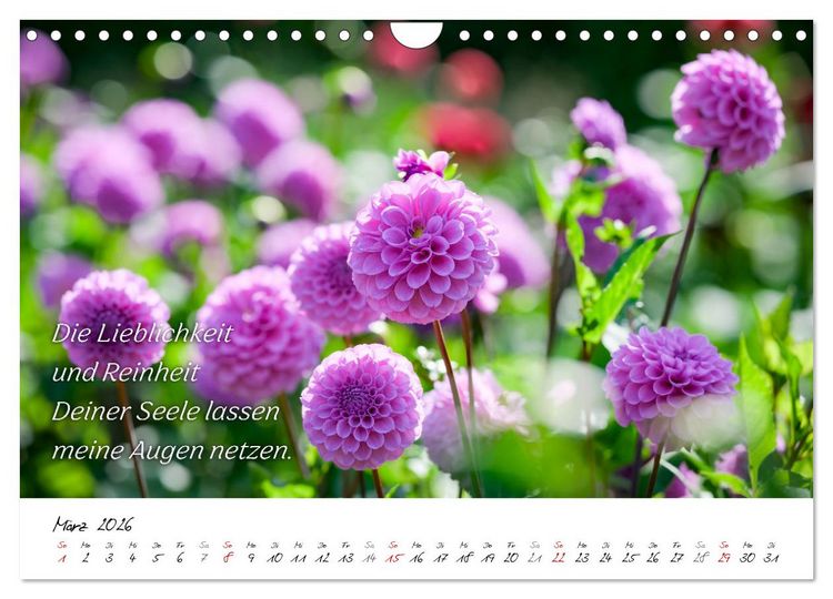 Produktbild: Dahlien Poesie (Wandkalender 2026 DIN A4 quer), CALVENDO Monatskalender